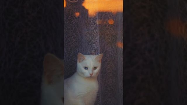 #гетерохромия #кошка #cat #whitecat #heterochromia #eyes #Алиса #фотосессия #юпитер8 #sonynex3