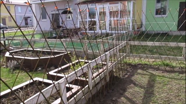 ПАВИВА Посадка Живой изгородь из ивы у  заказчиков , более 20 заборов за весну . Правильно сажаем.