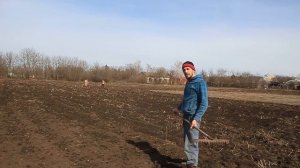 сидераты-горчица,пастбище-фестулолиум