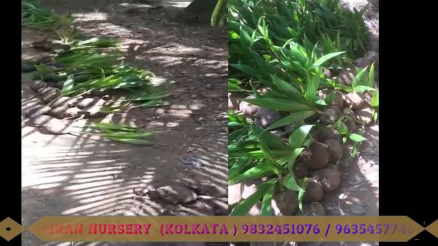 COCONUT IS A FRUIT THAT TAKES A LOT OF TIME || GANGO BARDHAN COCONUT 1 YEAR ME FRUIT ATI HE ||CHAKL смотреть онлайн