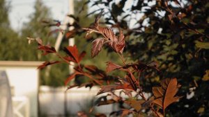 Мопс, лето, жара в Подмосковье +35. Следует знать