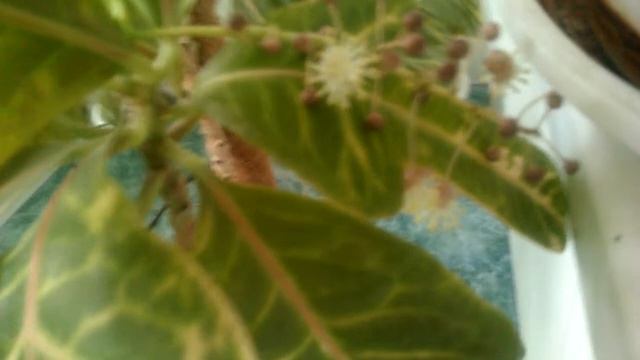 Кодиеум/Кротон цветёт смотреть онлайн