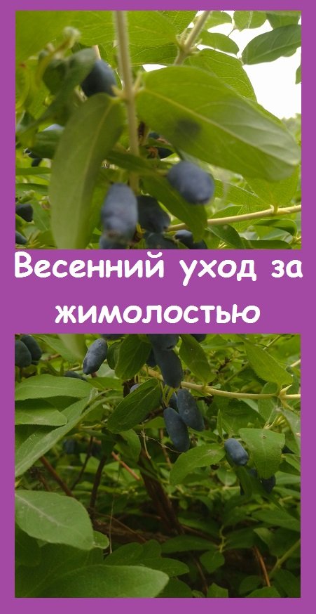 Вырезаю старые ветки на ЖИМОЛОСТИ и нарезаю из них черенки для укоренения