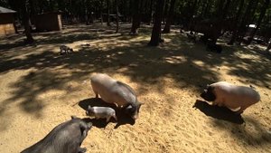 Парк Фельдмана и Парк Горького (Харьков 2019), экстрим аттракционы