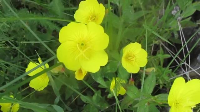 Энотера миссурийская в Сибири. смотреть онлайн