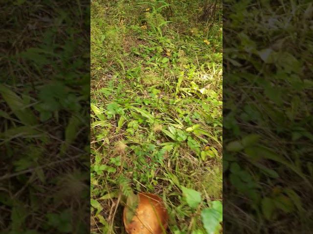 Дождались грибов смотреть онлайн