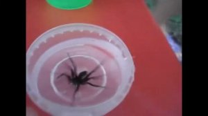 ПАВУК ВОДЯНИЙ/ПАУК СЕРЕБРЯНКА