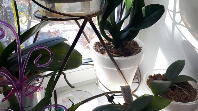 Орхидеи фалинопсис в двойных горшках уже год или два))) смотреть онлайн