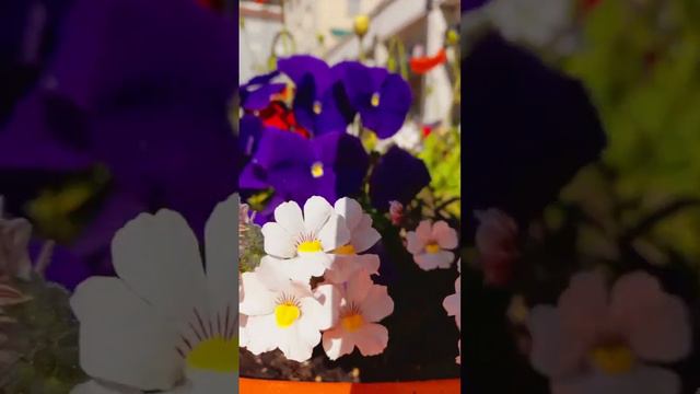 #Весна в городе. Красный, белый, фиолетовый, желтый, зеленый. Весенние сочетание цветов. Покажите!