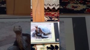 Презентация на тему"красная книга,,