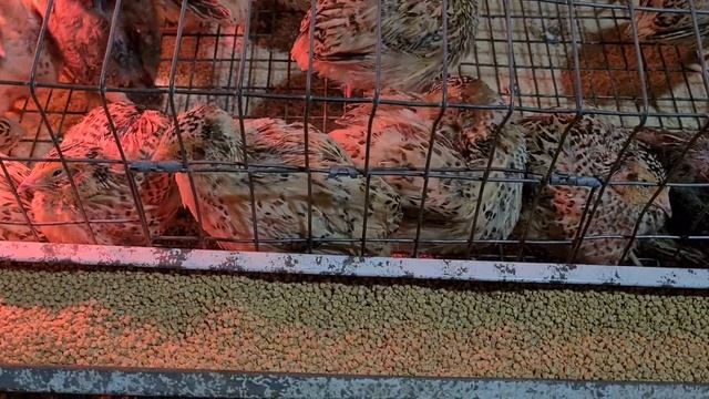 Самая рентабельная птица. Первое знакомство/Скоро стану бизнесменом/Какие породы, кто знает?