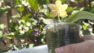 June 15, 2023 种小小的植株,开大大的花。黄金斑马蝴蝶兰 Phalaenopsis .KS Super Zebra ‘Golden Zebra’