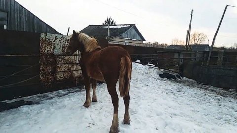 Русский тяжеловоз