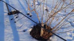 Как я обрезаю сад.  Зимняя обрезка сада!