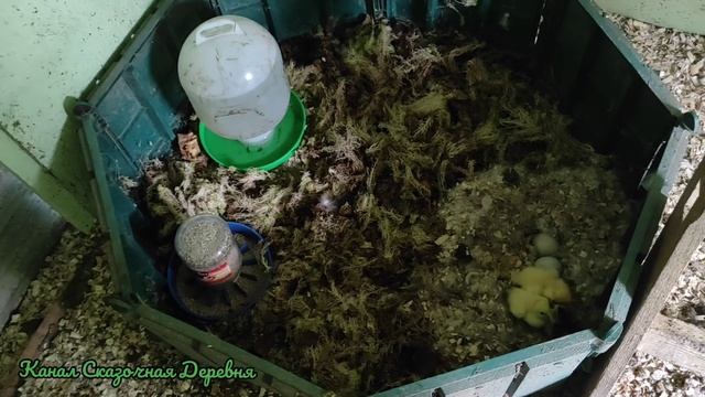 Что подстелить утятам на подстилку? И нудное летнее занятие. смотреть онлайн
