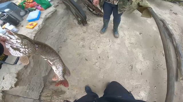 ГНУТСЯ СПИННИНГИ ОТ ТРОФЕЕВ! ПЕСЧАНЫЕ БЕРЕГА ИРТЫША ПОДАРИЛИ КЛЁВУЮ РЫБАЛКУ! ЩУКА, ОСЁТР И СТЕРЛЯДЬ смотреть онлайн