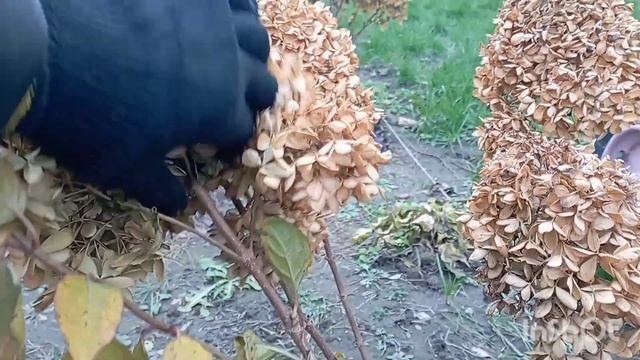 Готовлю взрослые гортензии к зиме в Сибири ❄️?#гортензия#модныйсад#сад смотреть онлайн