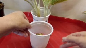 Аглаонема Укоренение Посадка