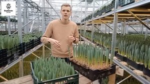 Гидропоника или грунт - вот в чем вопрос?