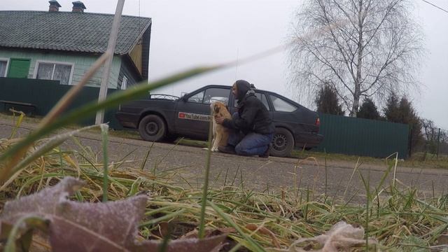 Собака целый месяц ждала его\\\\\ видео для тик ток смотреть онлайн