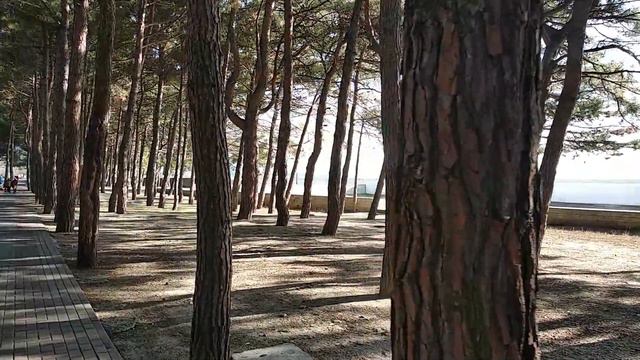 #ГЕЛЕНДЖИК Погода 22 Января 2023 ОТ ВИНЗАВОДА ДО ЦЕНТРА БУХТЫ. ТЕПЛО И СОЛНЕЧНО смотреть онлайн