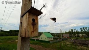 Скворец подлетает к гнезду