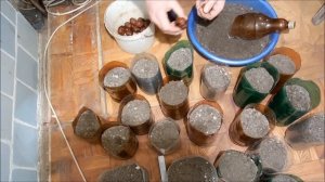 грецкий орех выращивание из семян быстрым методом,стратифицирование семян Часть-1, Walnut