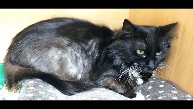 UPD. Уже дома. Полтава. Фиона ждёт свою маму. Тел. ☎099 058 01 21 и ☎097 237 26 44. смотреть онлайн