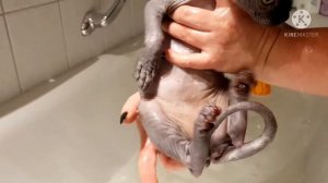 #сфинкс#ельф#котята#купаемся  моим ушки#SphyxElf bag# Купаются котята и моим ушки.