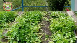 СРОЧНО СДЕЛАЙТЕ ЭТО С КАРТОФЕЛЕМ ПОСЛЕ ДОЖДЯ!