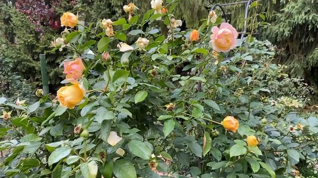 РОЗЫ. ПОДГОТОВКА РОЗ К УКРЫТИЮ НА ЗИМУ, ОБРЕЗКА ЛИСТЬЕВ. смотреть онлайн