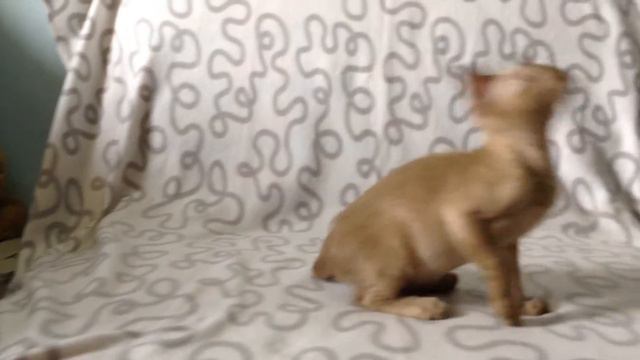 Котенок Казанова смотреть онлайн