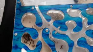 Новые муравьи