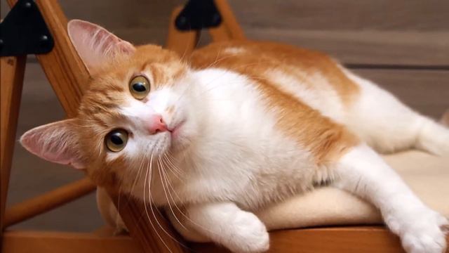 Кошечка Лемура - в добрые руки смотреть онлайн