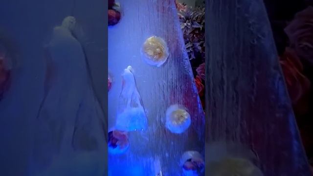 Ледовое шоу с цветами для Евы на 13-летие