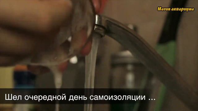 Аквариум в квартире | Как ухаживать за аквариумом | Самоизоляция смотреть онлайн