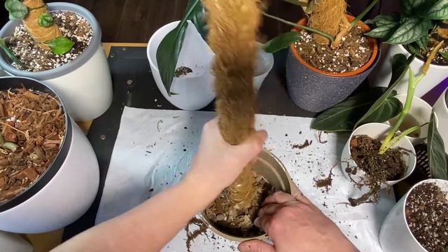 REPOT philodendron melanochrysum cuttings – 4 MONTH UPDATE смотреть онлайн