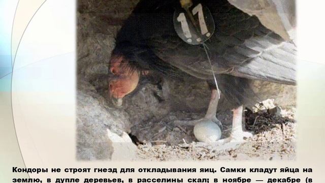 Анимированное видое (Gif) «Семейство грифы » смотреть онлайн