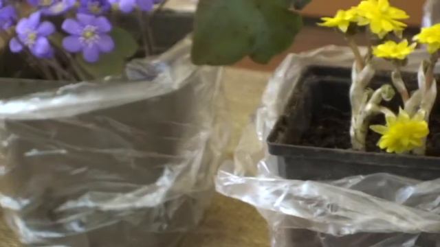 Цветы весны. Клуб Цветоводы Москвы - 2012 №7 смотреть онлайн