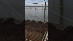 Посев редиса "диего" сеялкой #Толосипед