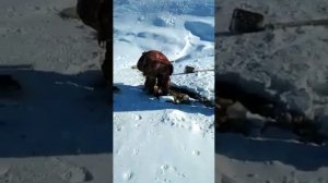 Рыбалка. Загар. Мор рыбы. Сургут 11 марта 2022г.