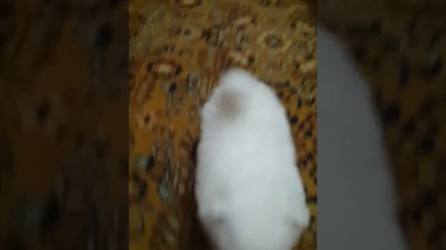 Щенок японского шпица. Питомник Цунени Катцу