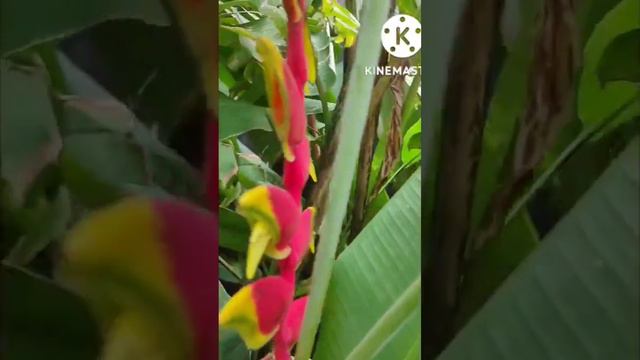 Beautiful Flowers Bird of Paradise | Unique Flower Bird of Paradise