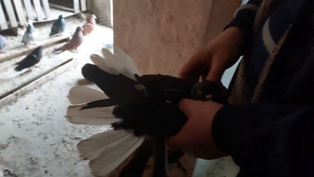 Николаевские голуби,Славянский р-н.с.Маячка