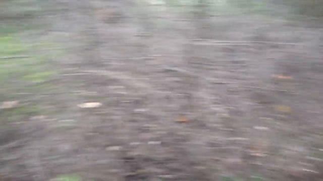 Собираем грибы в Егорьевском лесу
