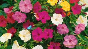 Мирабилис обыкновенный Смесь окрасок ? обзор: как сажать, луковицы мирабилис Смесь окрасок