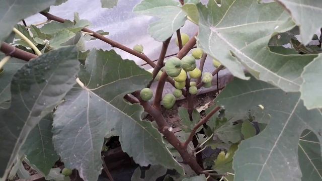 ИНЖИР ПОСЛЕ ЗАМОРОЗКОВ -5 смотреть онлайн