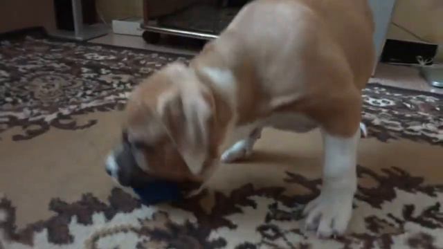 Стафф Гучёна и мячик))) смотреть онлайн