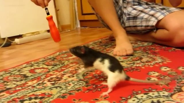 Домашние декоративные крысы вытворяют