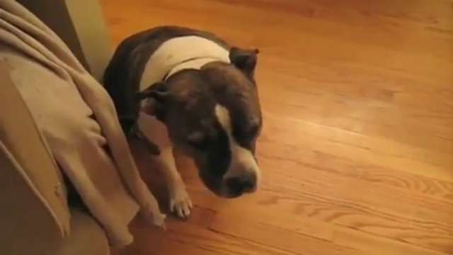 понимающая собака видео. золотистый ретривер плачет. дружелюбная собака. ребенок кормит собаку. видео реакция собаки на кашель.